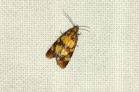 Aethes tesserana