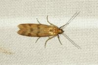Homoeosoma sinuella