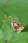 Archips crataegana
