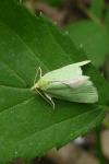 Tortrix viridana