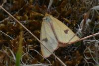 Diacrisia sannio