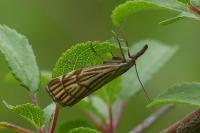 Chrysocramboides craterellus