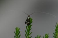Adela australis
