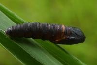 Archips crataegana