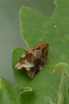 Archips crataegana