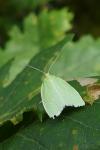 Tortrix viridana