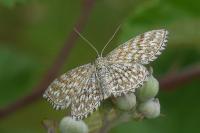 Scopula tessellaria
