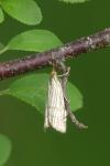Chrysocramboides craterellus