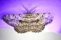 Peribatodes rhomboidaria