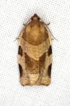 Choristoneura hebenstreitella