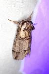 Drymonia velitaris