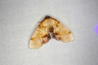Plagodis dolabraria