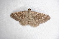 Cataclysme riguata
