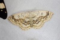Cyclophora annularia