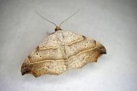Laspeyria flexula