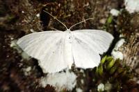 Cabera exanthemata