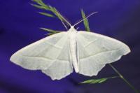 Campaea margaritaria