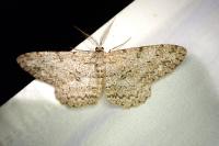Hypomecis punctinalis