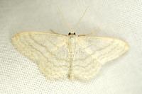 Scopula floslactata
