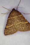 Perigune narbonea