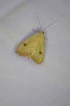 Rivula sericealis