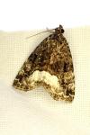 Deltote pygarga