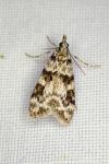 Eudonia delunella