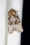 Oligia latruncula / Oligia strigilis / Oligia versicolor