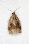 Archips crataegana