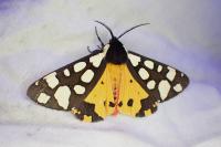 Arctia villica