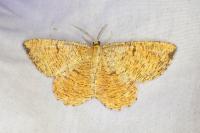 Angerona prunaria