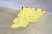 Opisthograptis luteolata