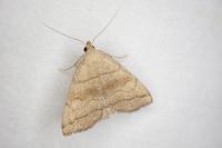 Herminia tarsicrinalis