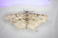 Ectropis crepuscularia