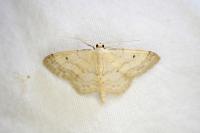 Idaea biselata