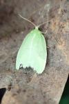 Tortrix viridana
