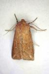 Mythimna albipuncta