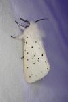 Spilosoma lubricipeda