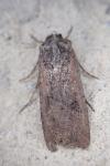 Peridroma saucia