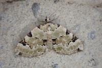 Colostygia pectinataria