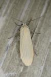 Wittia sororcula