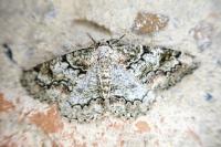 Cleorodes lichenaria