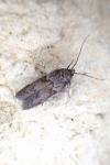 Blastobasis glandulella