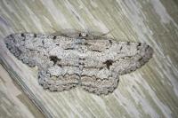 Hypomecis roboraria