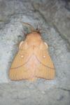 Odonestis pruni