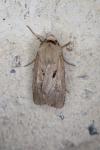 Agrotis exclamationis