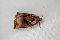 Archips podana