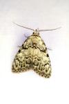 Nola confusalis