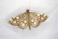 Anania coronata