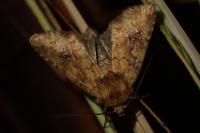 Atypha pulmonaris